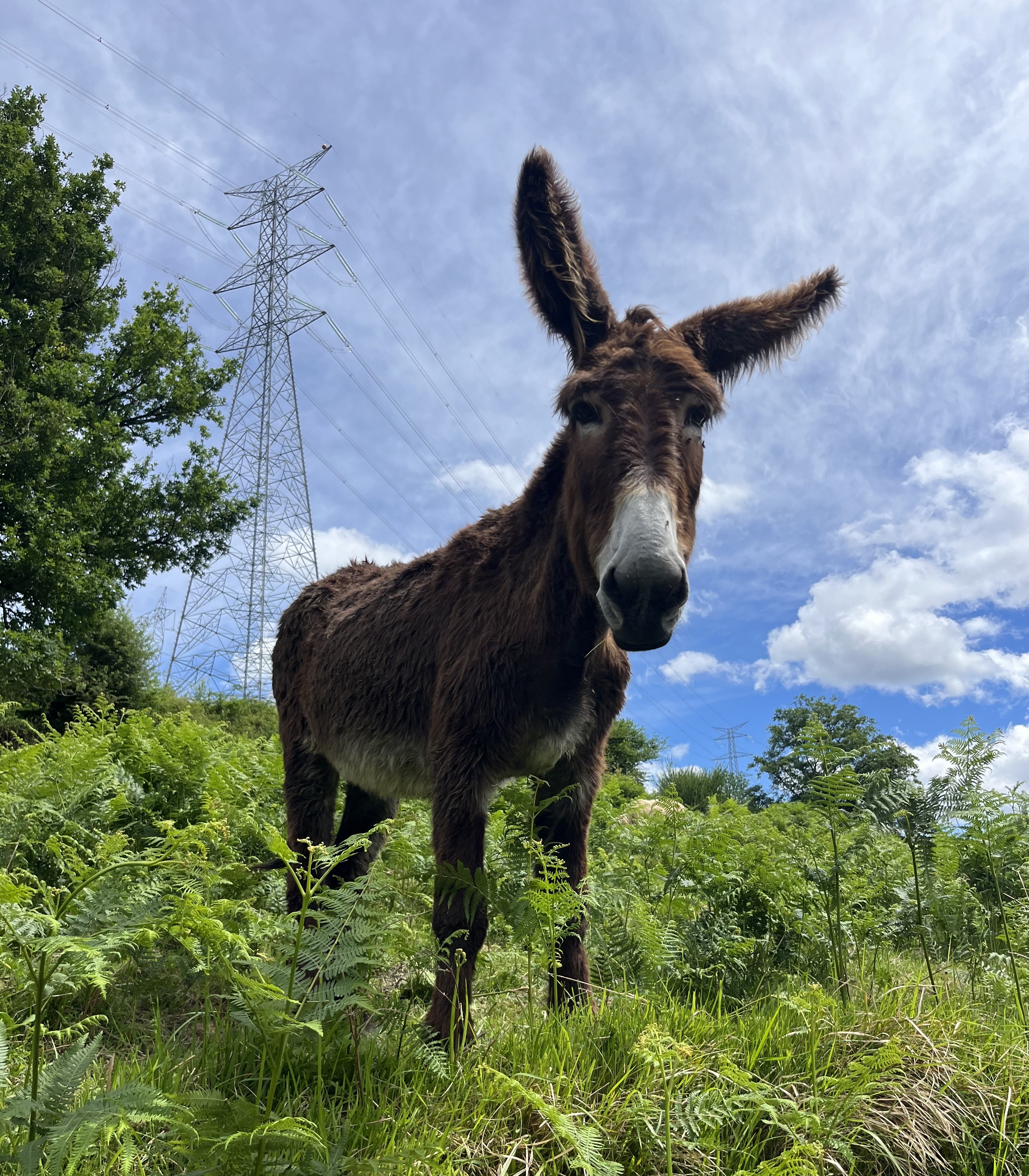 Burros