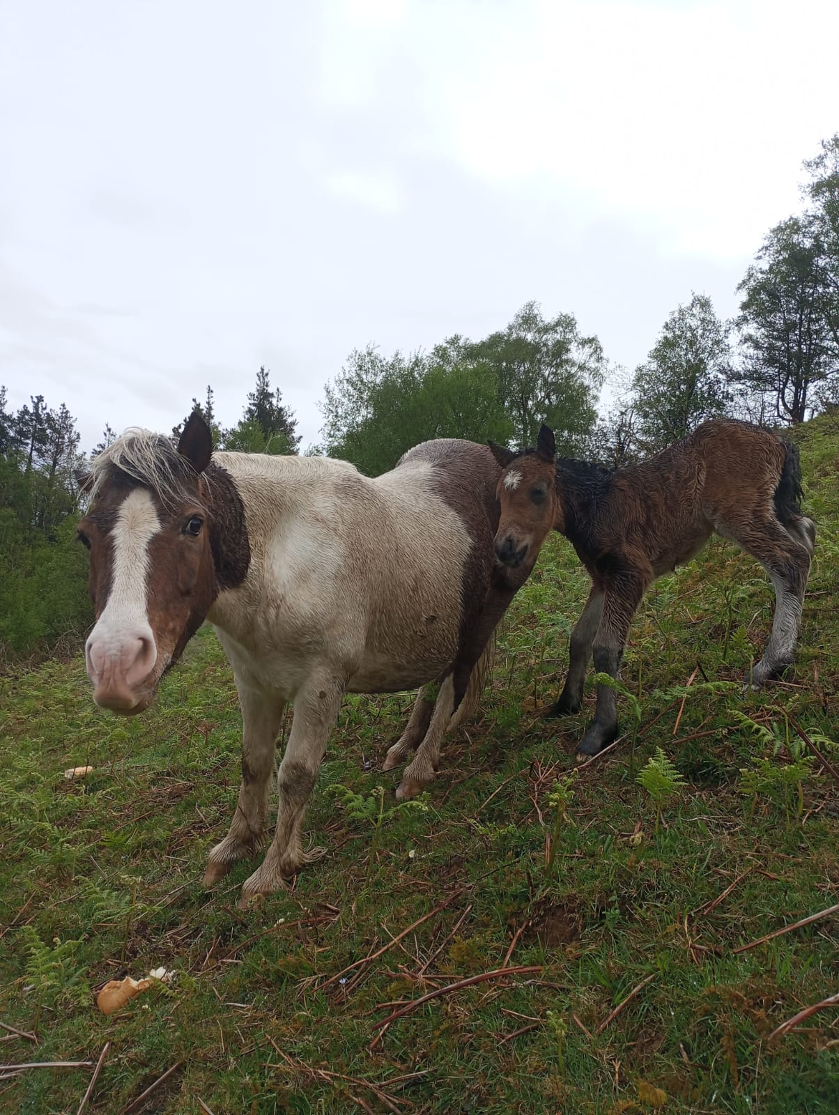 Ponis