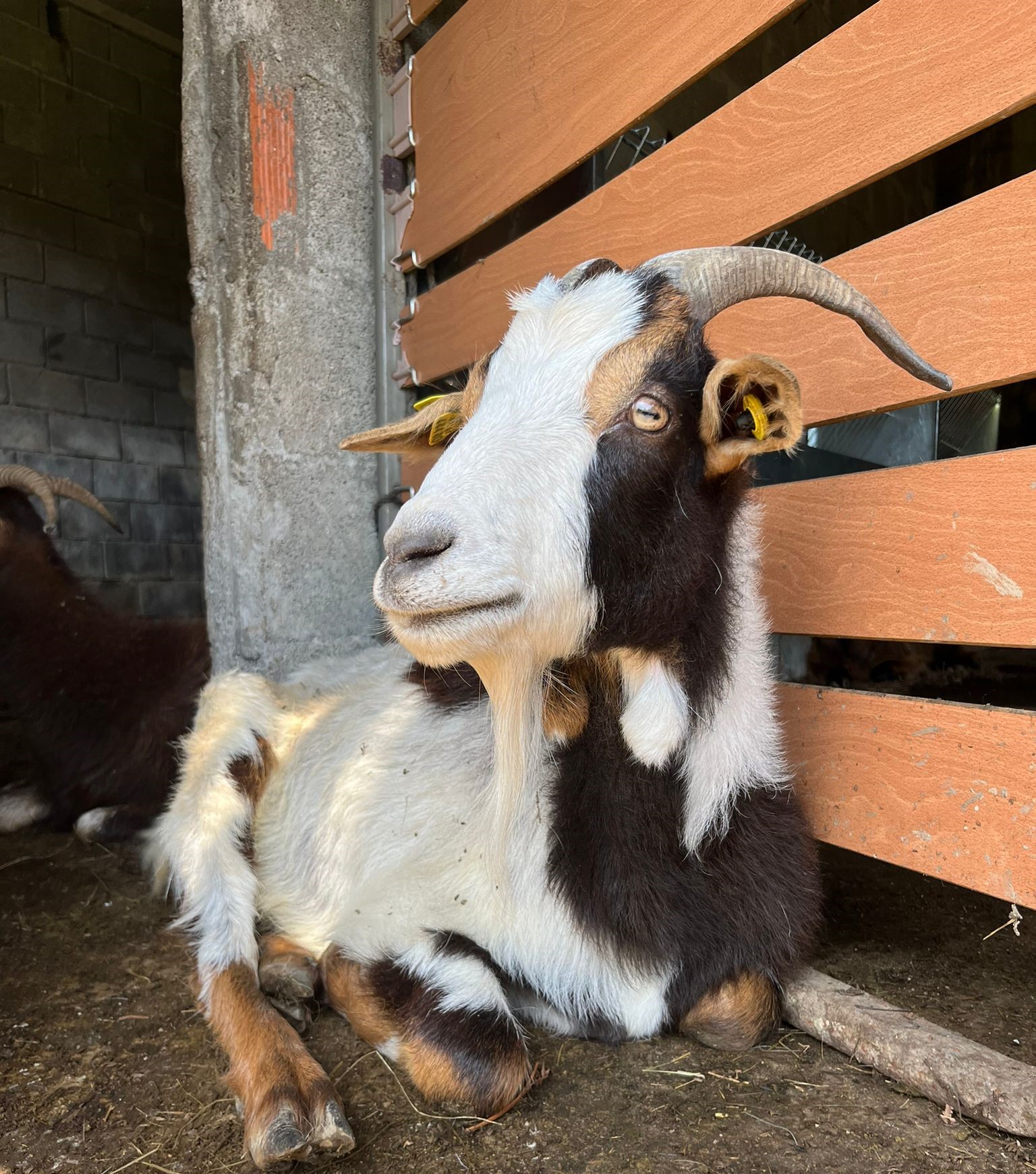 Cabras