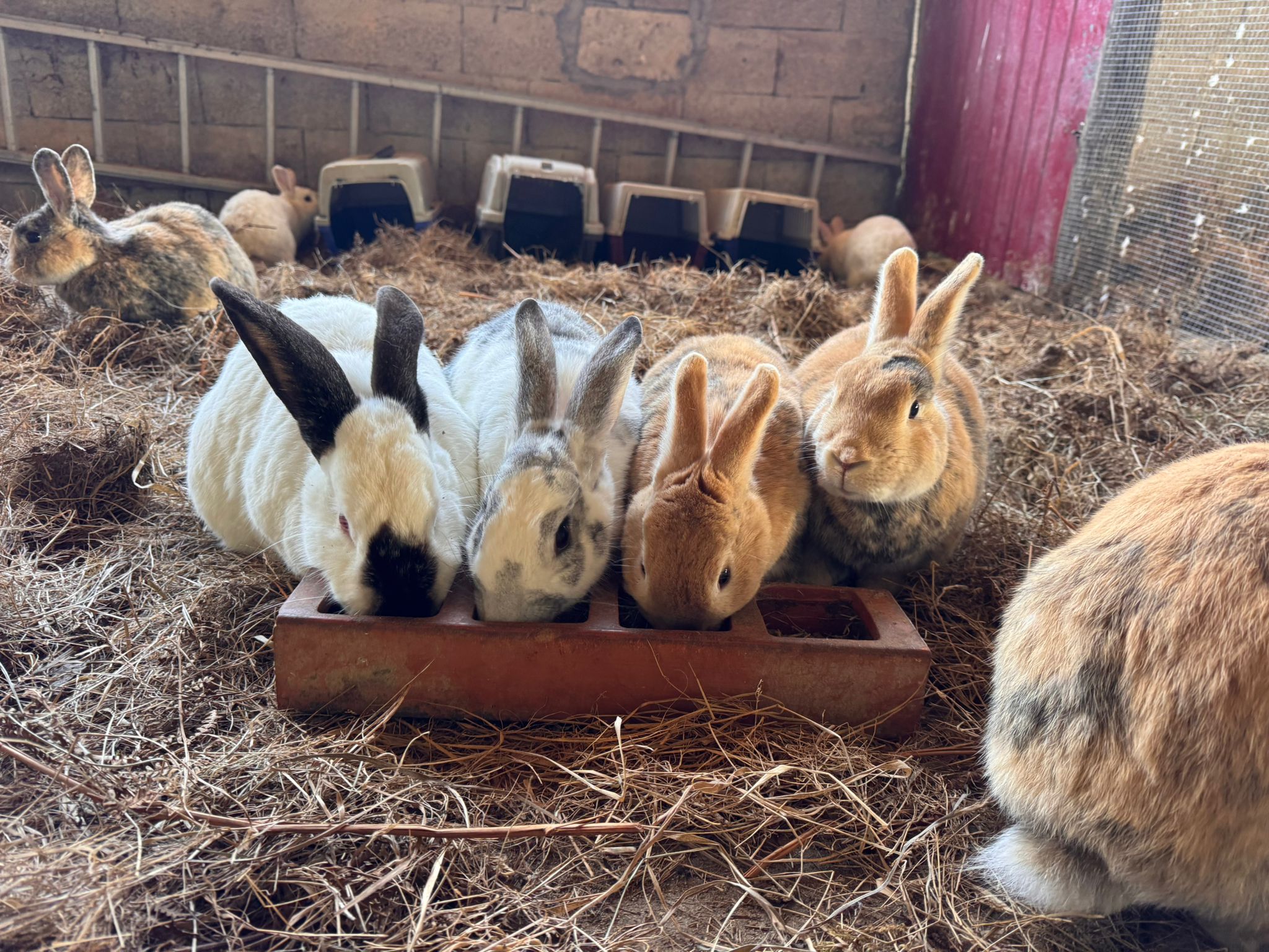 Conejos