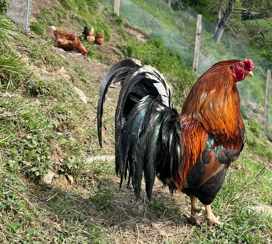 Gallinas