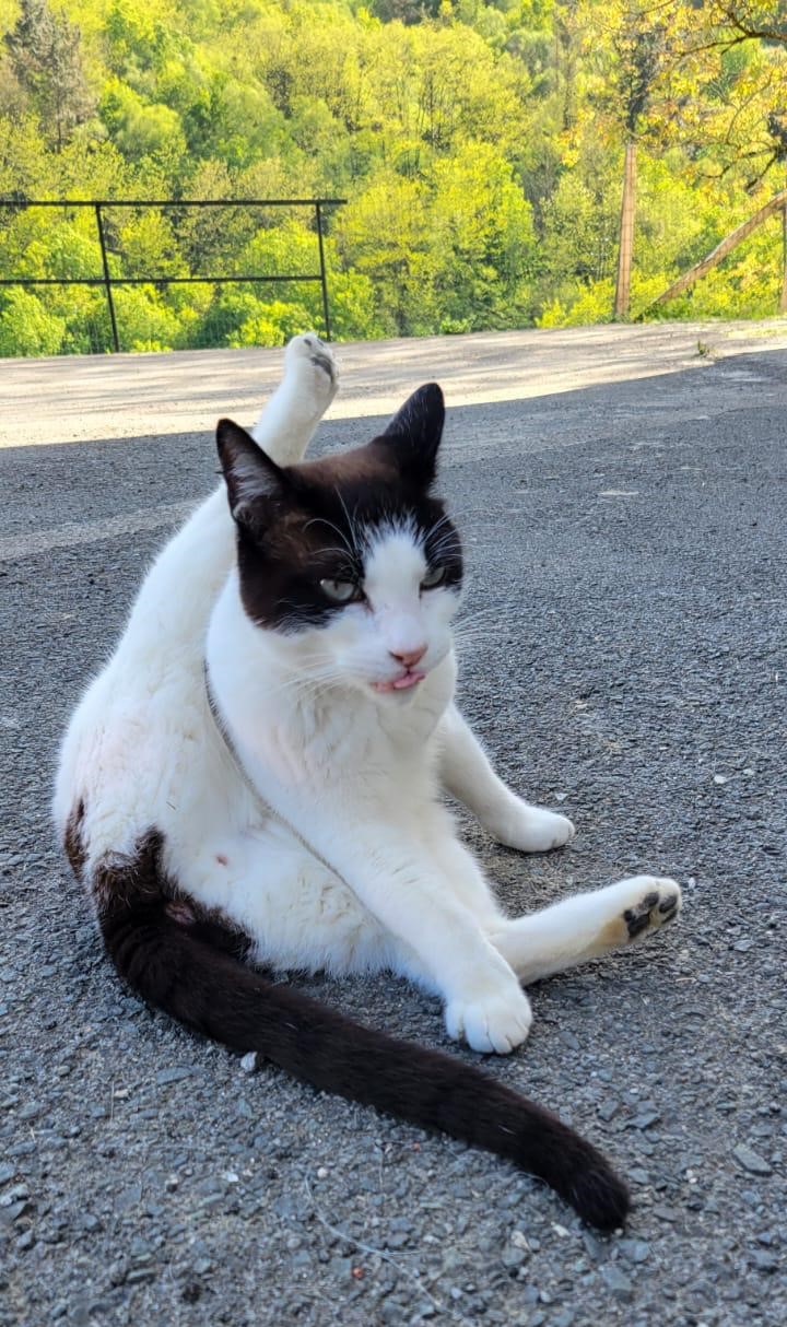 Gatos
