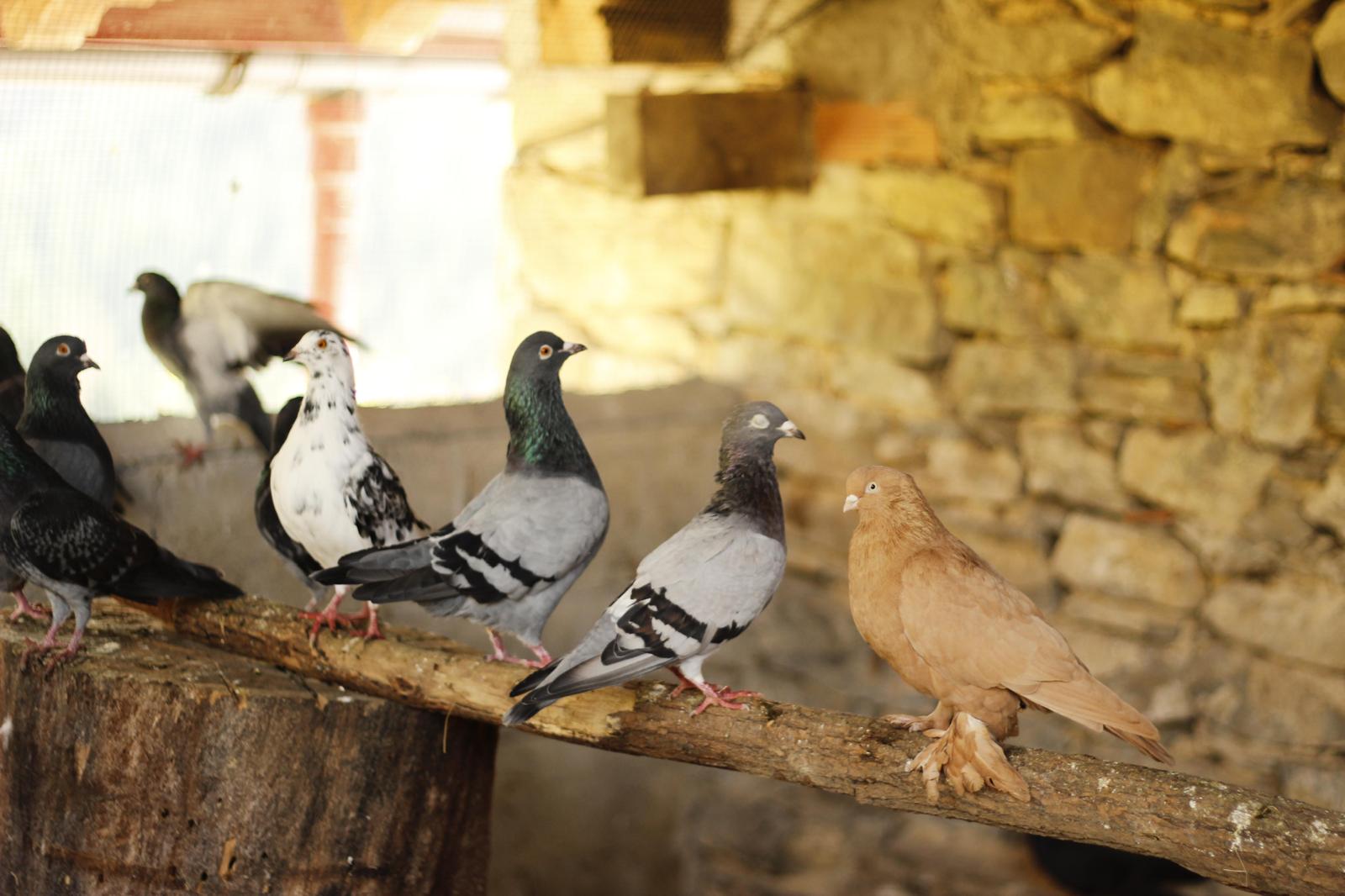 Palomas