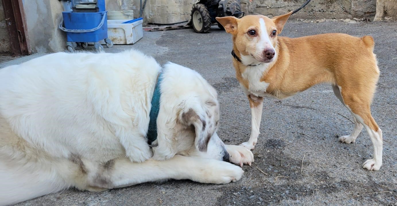 Perros