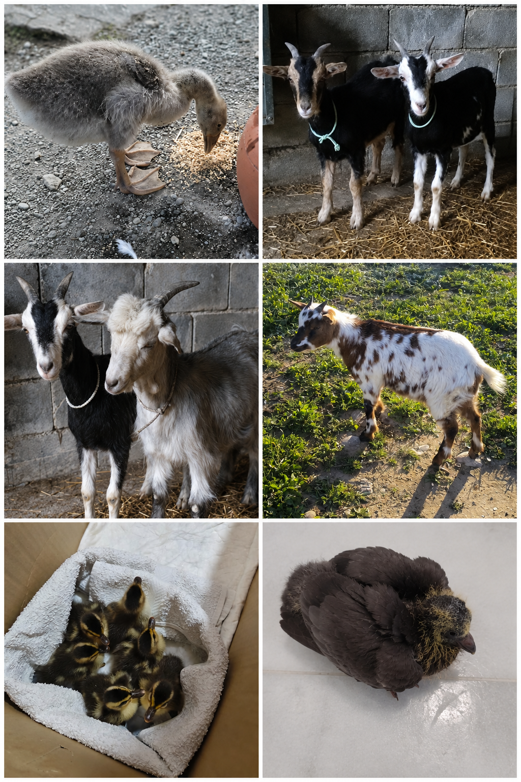 Collage de rescates de los últimos meses
